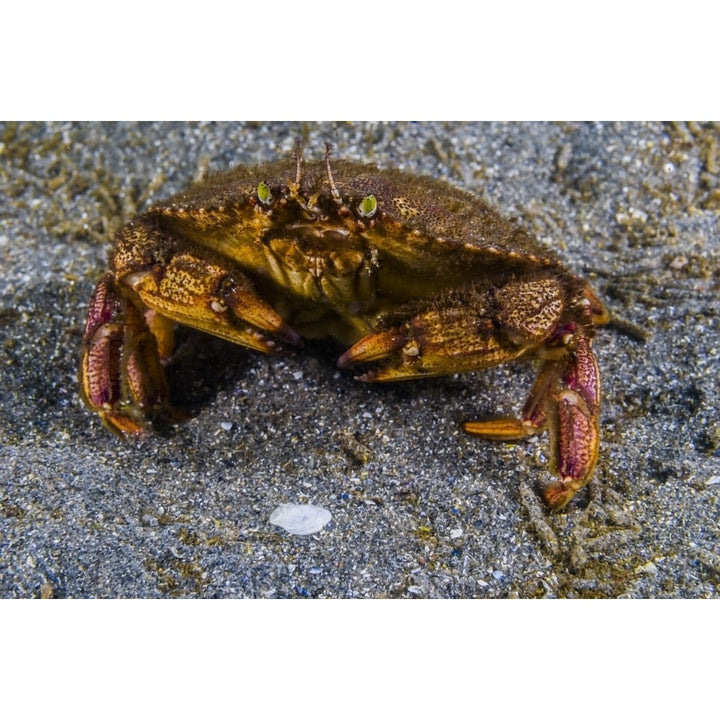 Atlantic rock crab Maine Poster Print by Jennifer Idol/Stocktrek Images Image 1