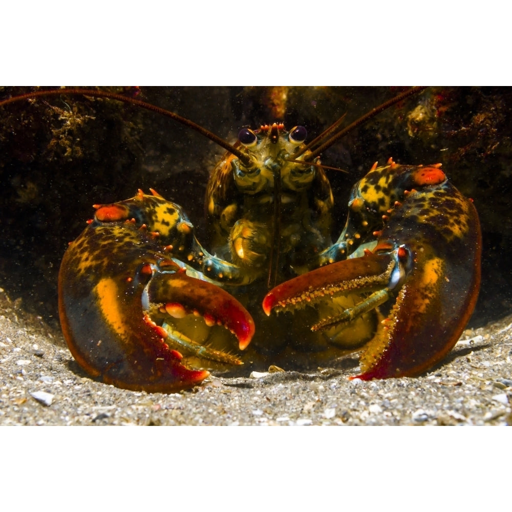 American lobster front view Maine Poster Print by Jennifer Idol/Stocktrek Images Image 1