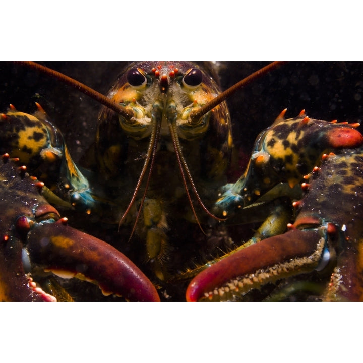 American lobster front view Maine Poster Print by Jennifer Idol/Stocktrek Images Image 1