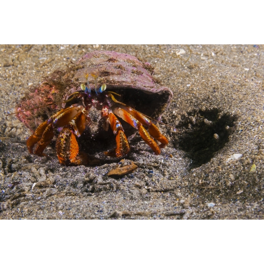 Acadian hermit crabs crawling along the seafloor in Maine Poster Print by Jennifer Idol/Stocktrek Images Image 1