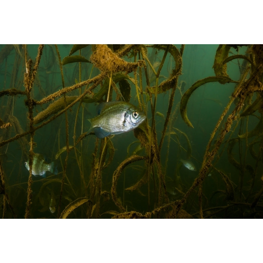 White crappie in the shallow water of Lake Murray Oklahoma Poster Print by Jennifer Idol/Stocktrek Images Image 2