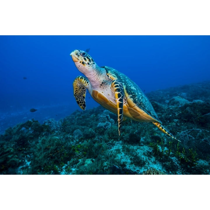 This sea turtle rises from the seafloor in Cozumel Mexico Poster Print by Jennifer Idol/Stocktrek Images Image 1