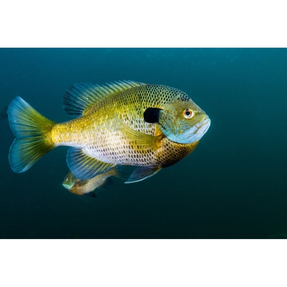 Bluegill sunfish school in Lake Phoenix Virginia Poster Print by Jennifer Idol/Stocktrek Images Image 1