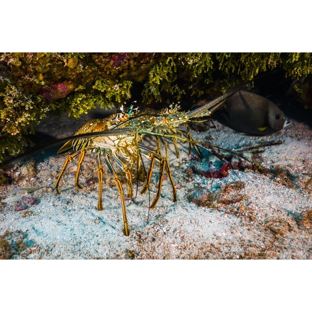 Spiny lobsters under an overhang in Cozumel Mexico Poster Print by Jennifer Idol/Stocktrek Images Image 1