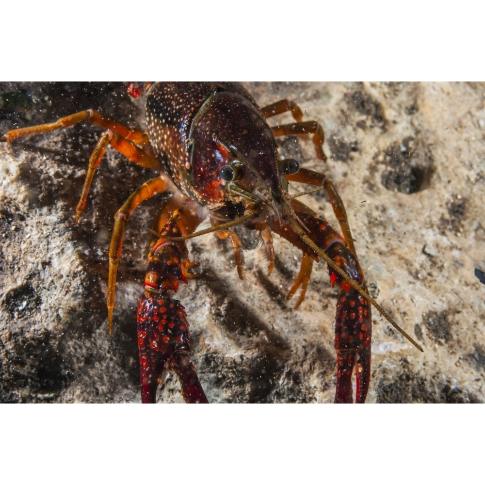 Crawfish close-up during mating season Poster Print by Jennifer Idol/Stocktrek Images Image 2