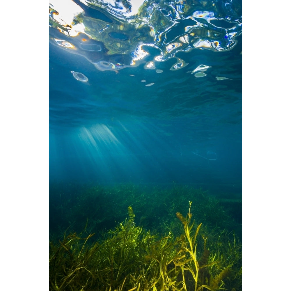 Vegetation grows in Barton Springs in Austin Texas Poster Print by Jennifer Idol/Stocktrek Images Image 1