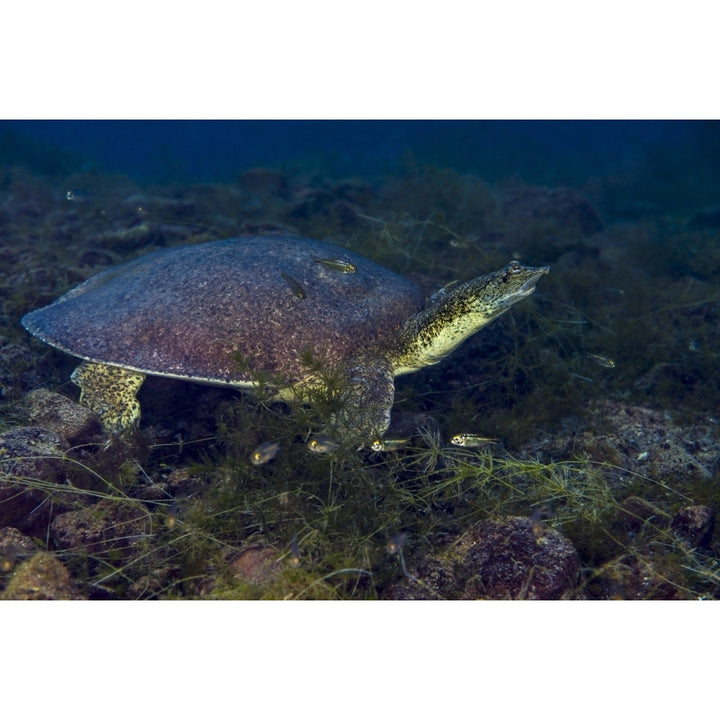 Softshell turtles inhabit Balmorhea Springs in west Texas Poster Print by Jennifer Idol/Stocktrek Images Image 2