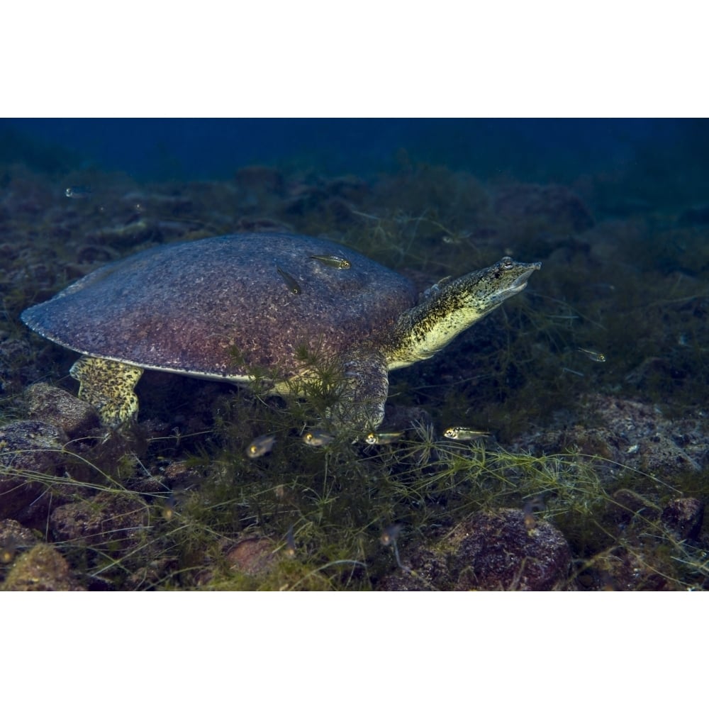 Softshell turtles inhabit Balmorhea Springs in west Texas Poster Print by Jennifer Idol/Stocktrek Images Image 1