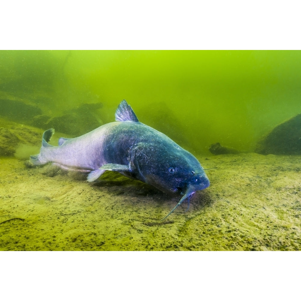 A blue catfish swimming along the bottom of a quarry in Kansas Poster Print by Jennifer Idol/Stocktrek Images Image 2