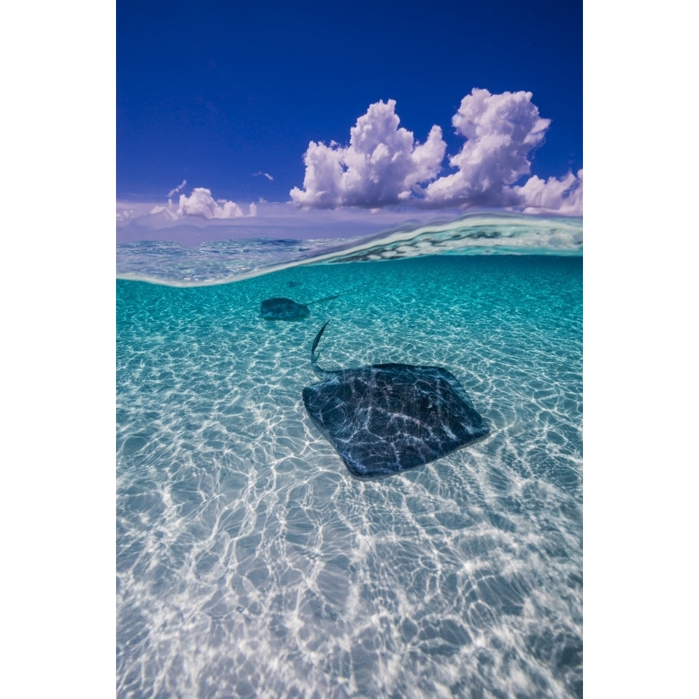 Southern stingrays on the sandbar in Grand Cayman Cayman Islands Poster Print by Jennifer Idol/Stocktrek Images Image 2