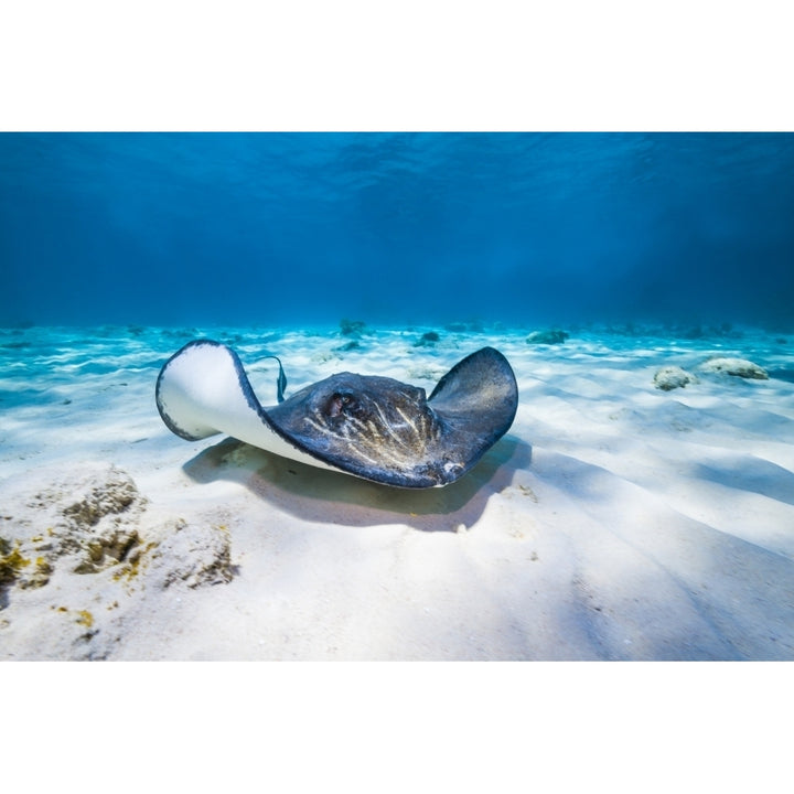 Stingrays swim through the deeper waters of Grand Cayman Cayman Islands Poster Print by Jennifer Idol/Stocktrek Images Image 1