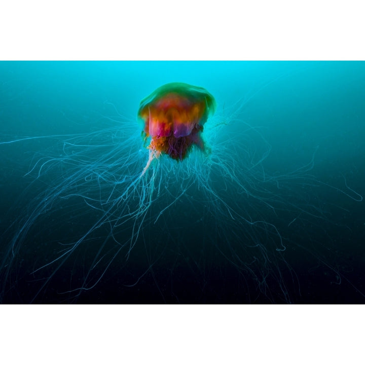 Lions mane jellyfish rise to the surface in Alaska Poster Print by Jennifer Idol/Stocktrek Images Image 2