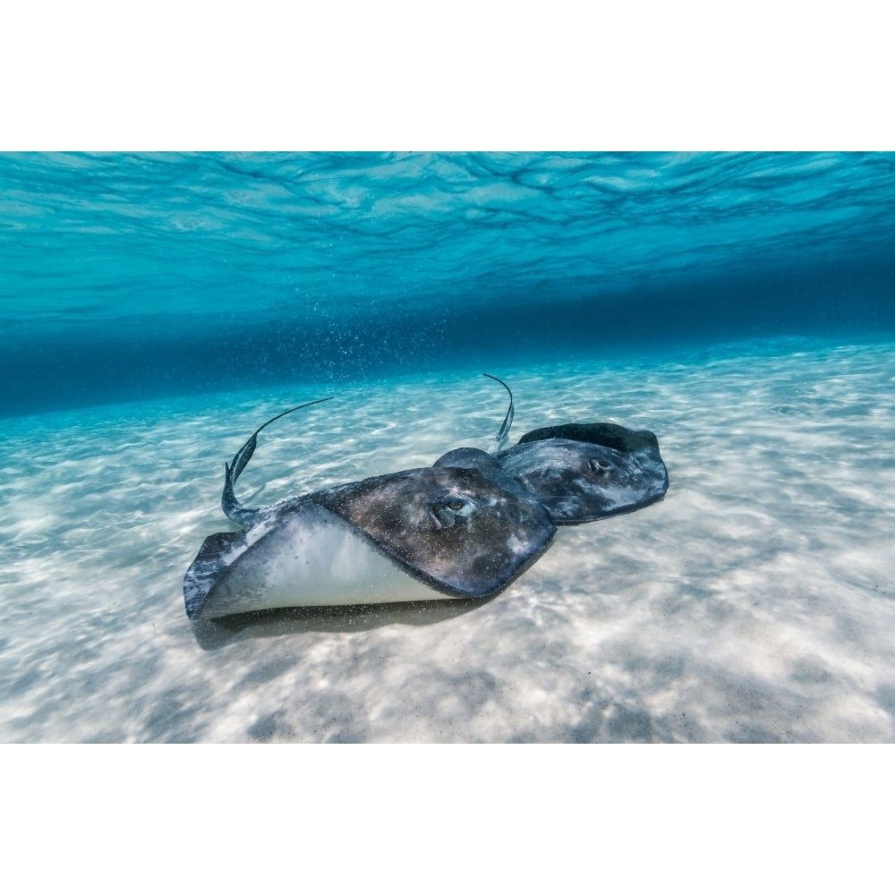 Southern stingrays on the sandbar in Grand Cayman Cayman Islands Poster Print by Jennifer Idol/Stocktrek Images Image 2