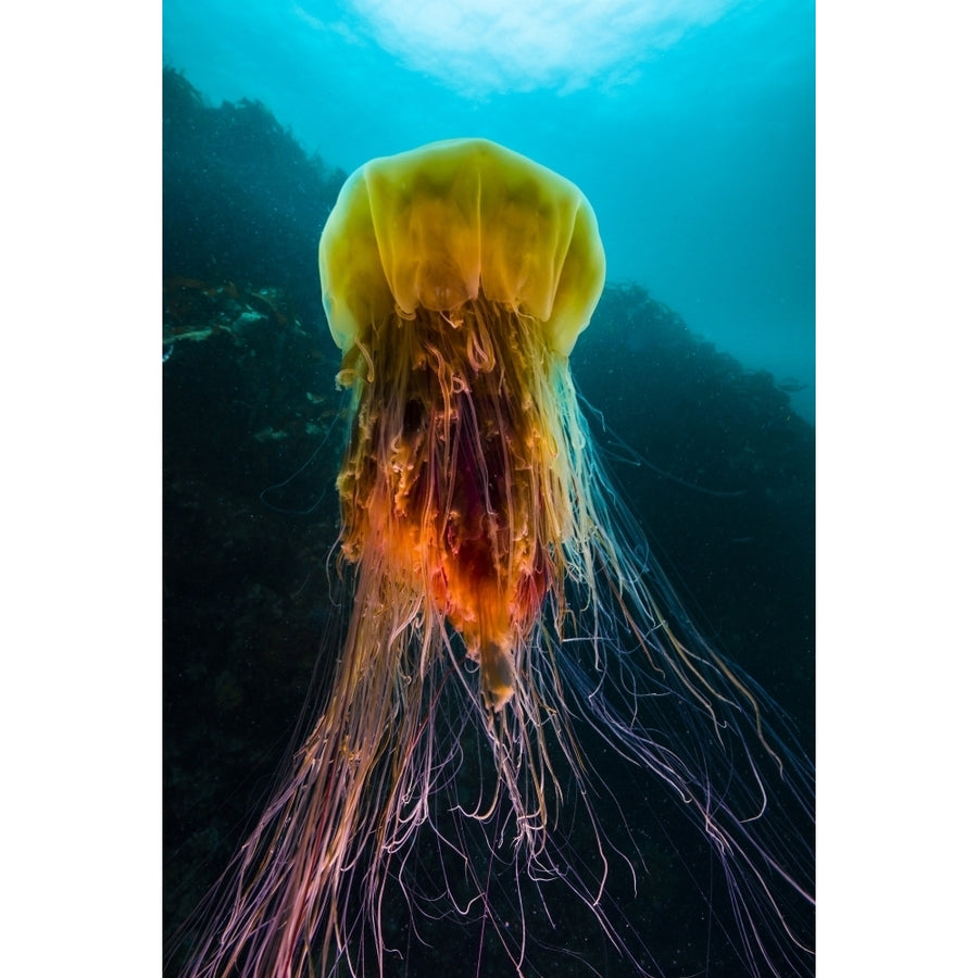 A lions mane jellyfish rises from the deep in Alaska Poster Print by Jennifer Idol/Stocktrek Images Image 1