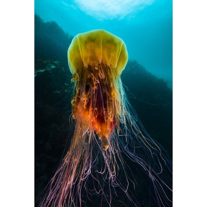 A lions mane jellyfish rises from the deep in Alaska Poster Print by Jennifer Idol/Stocktrek Images Image 2