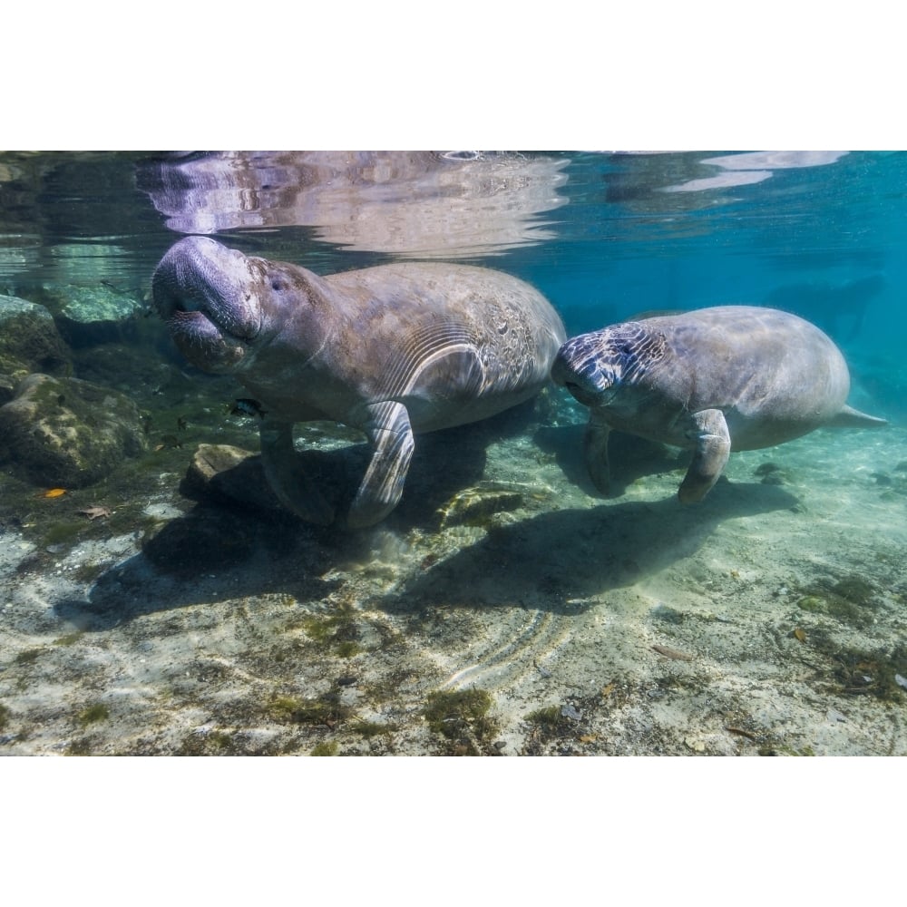 Manatee with calf in Crystal River Florida Poster Print by Jennifer Idol/Stocktrek Images Image 1