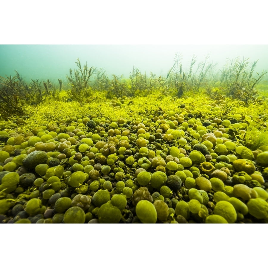 Round spherical Nostoc cyanobacteria found in Yellowstone Lake Wyoming Poster Print by Jennifer Idol/Stocktrek Images Image 1