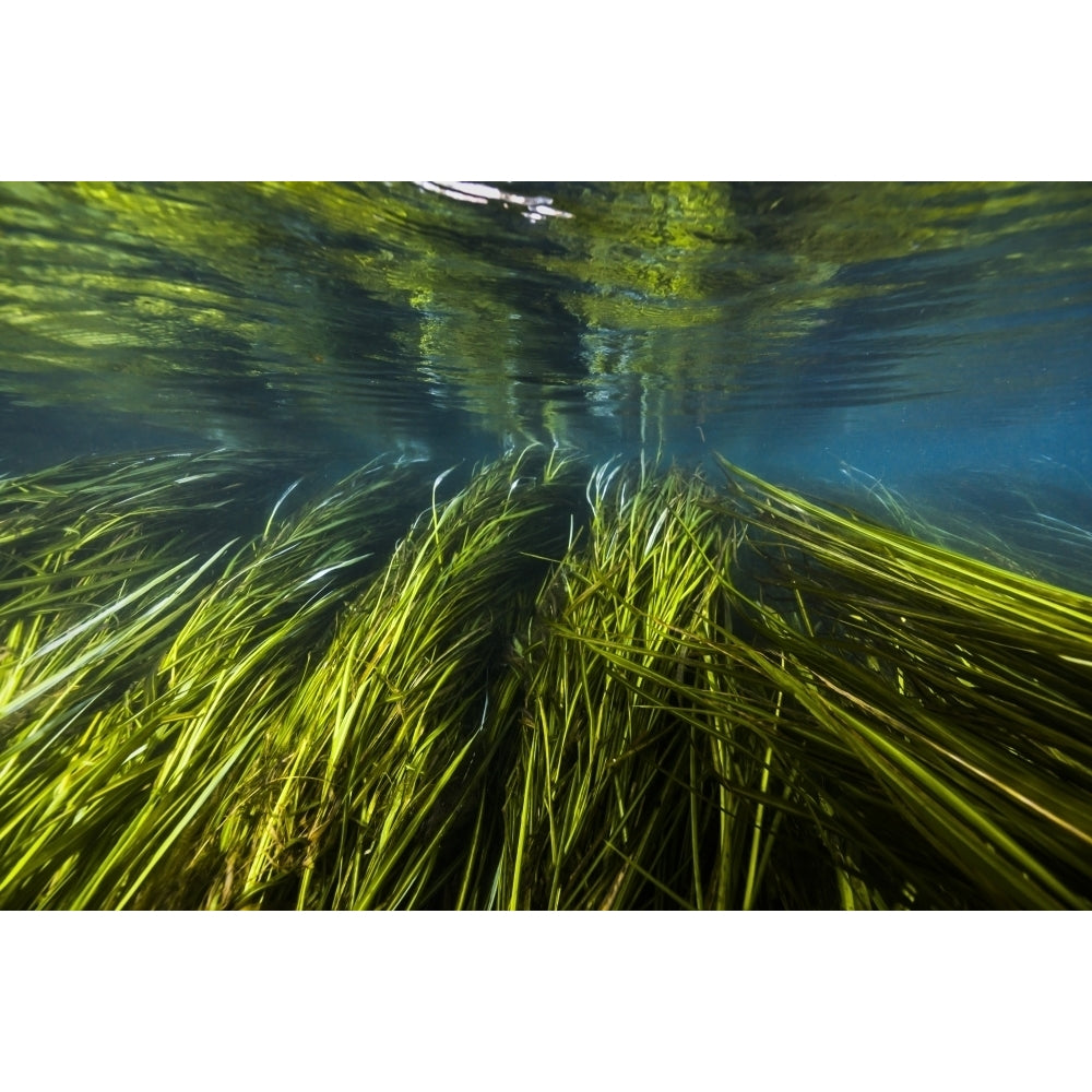 Texas Wild Rice of the San Marcos River Texas Poster Print by Jennifer Idol/Stocktrek Images Image 2