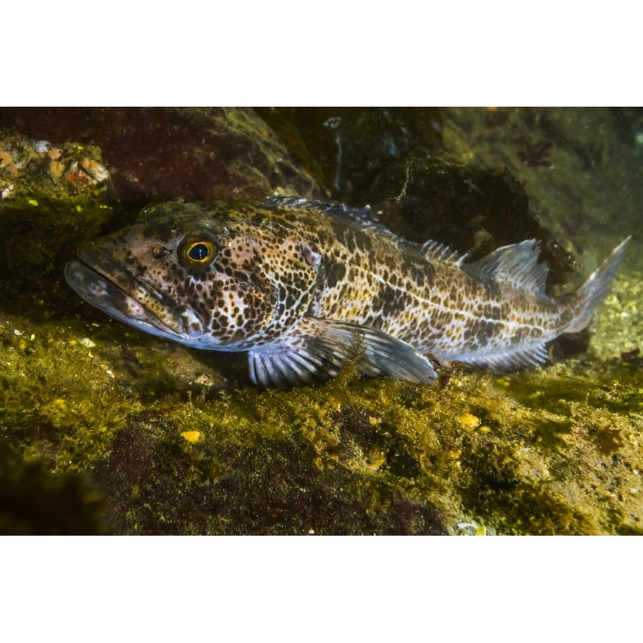 Lingcod in Hood canal Puget Sound Washington Poster Print by Jennifer Idol/Stocktrek Images Image 1