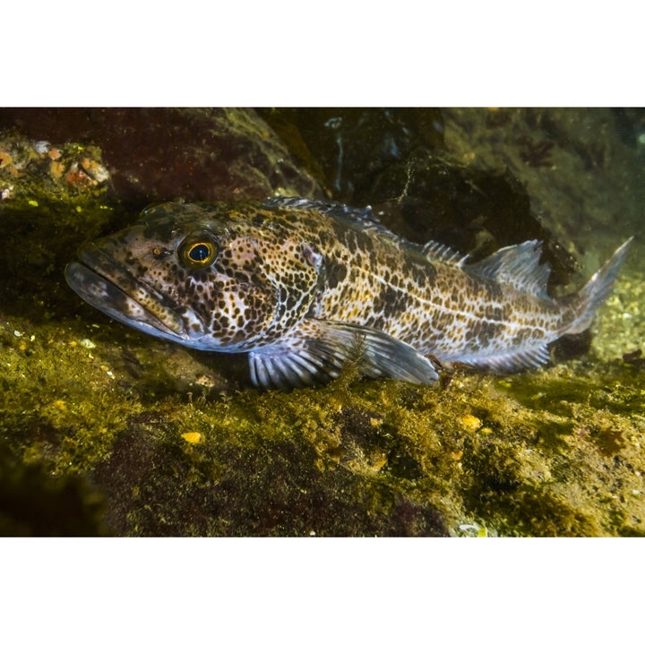 Lingcod in Hood canal Puget Sound Washington Poster Print by Jennifer Idol/Stocktrek Images Image 2