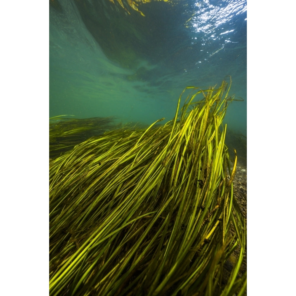 Texas Wild Rice of the San Marcos River Texas Poster Print by Jennifer Idol/Stocktrek Images Image 2