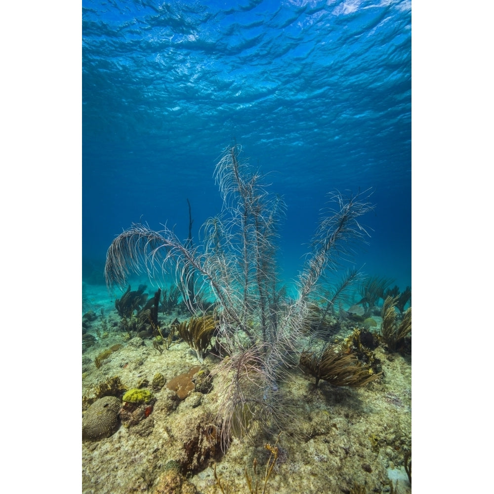 Coral reef in St Croix US Virgin Islands Poster Print by Jennifer Idol/Stocktrek Images Image 2