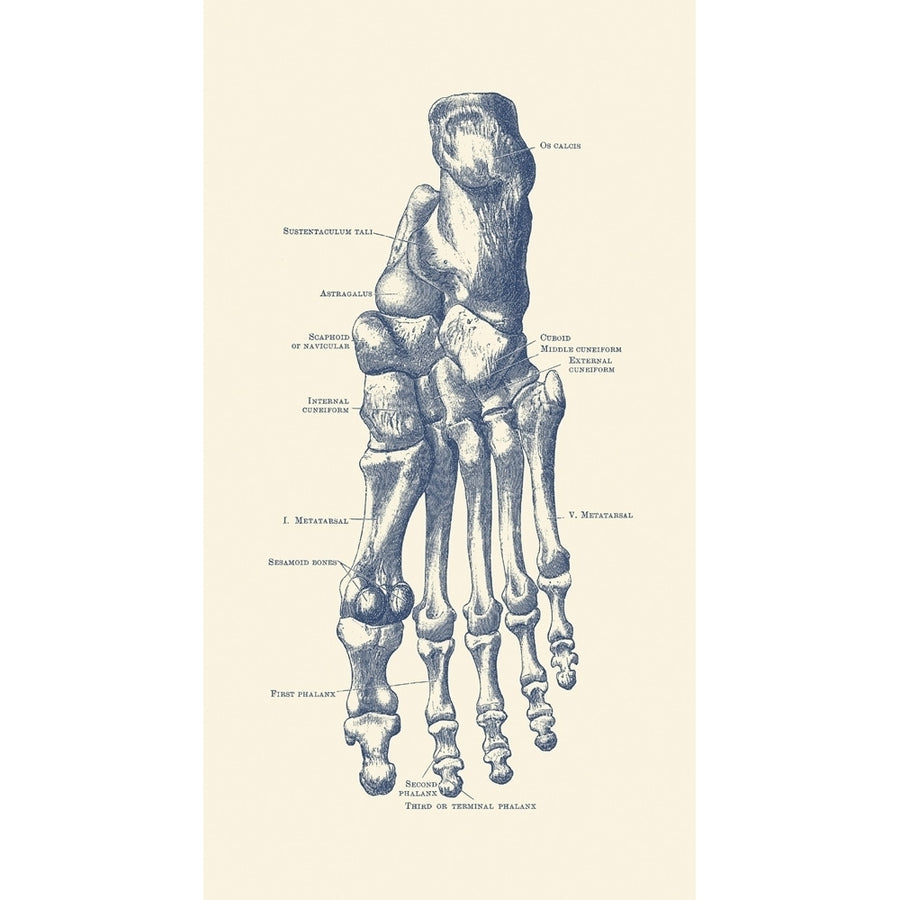 Vintage anatomy print of the human left foot with each bone labeled. Poster Print by John Parrot/Stocktrek Images Image 1