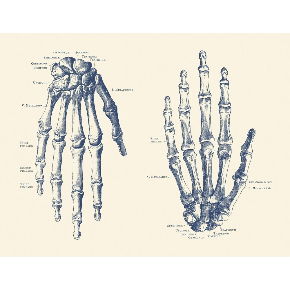 Vintage anatomy print features the hand of a human skeleton with bones labeled. Poster Print by John Parrot/Stocktrek Im Image 1