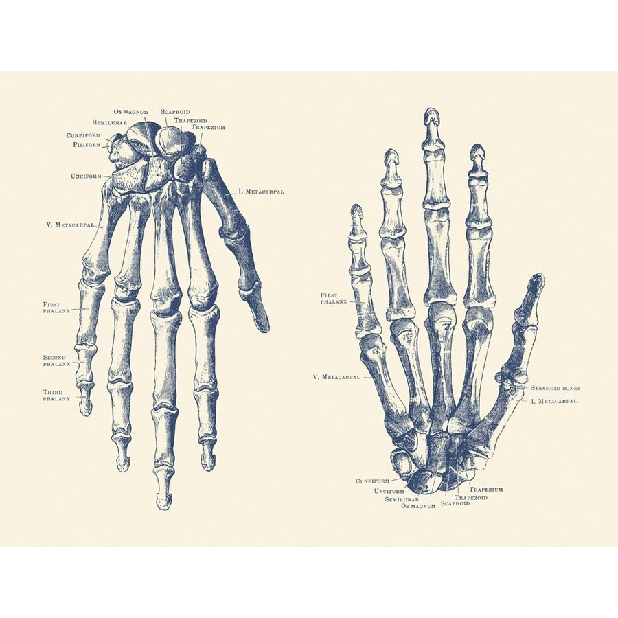 Vintage anatomy print features the hand of a human skeleton with bones labeled. Poster Print by John Parrot/Stocktrek Im Image 1