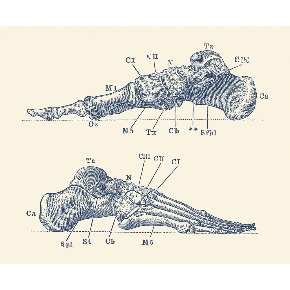 Vintage anatomy print showing a dual view of the human foot with bones labeled. Poster Print by John Parrot/Stocktrek Im Image 1