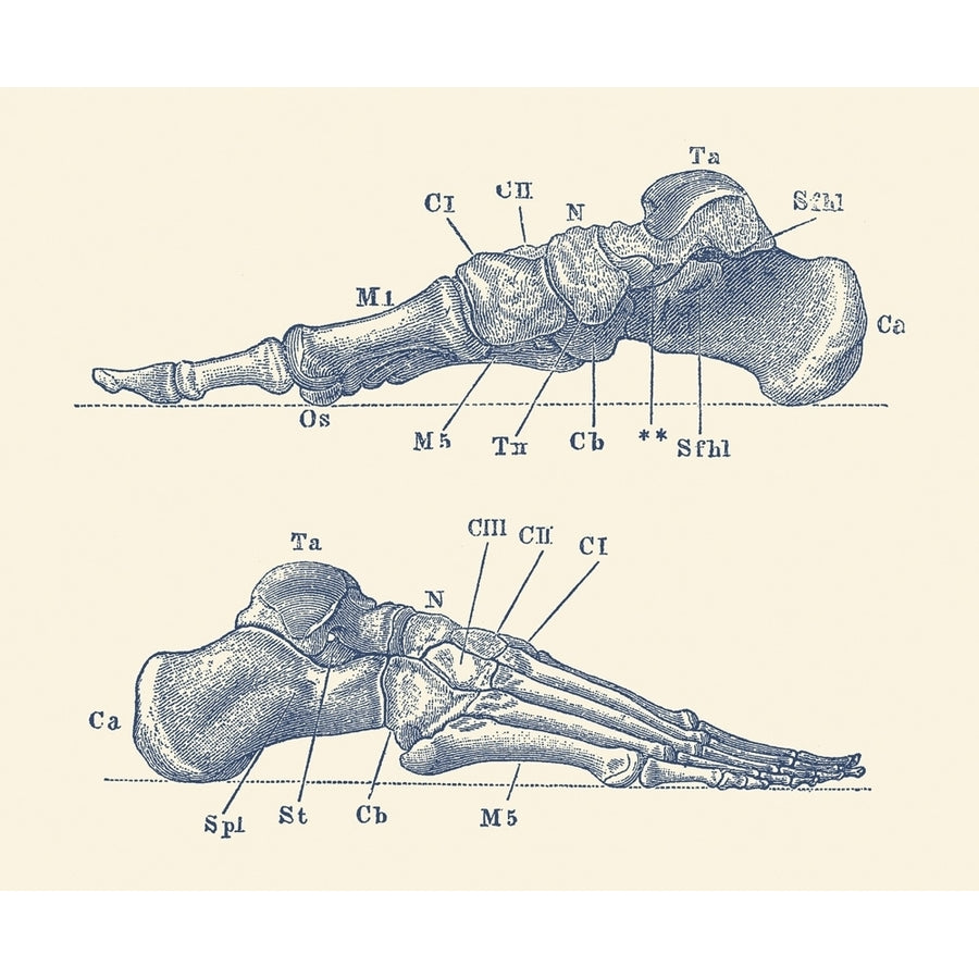 Vintage anatomy print showing a dual view of the human foot with bones labeled. Poster Print by John Parrot/Stocktrek Im Image 1