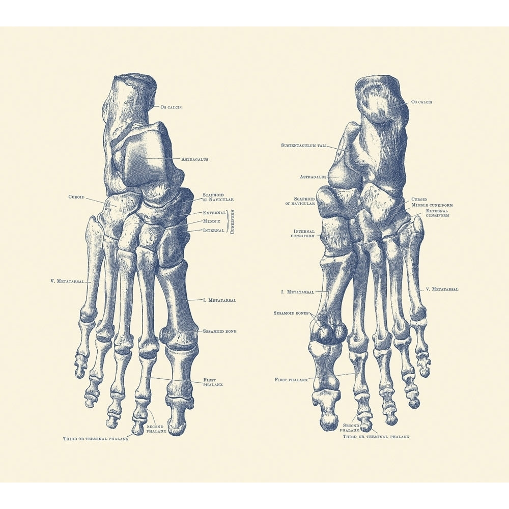 Vintage anatomy print showing the feet ankles and joints of a human skeleton. Poster Print by John Parrot/Stocktrek Ima Image 1