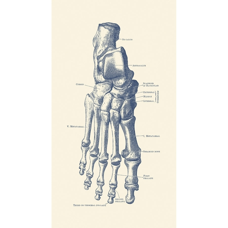 Vintage anatomy print of the human right foot with each bone labeled. Poster Print by John Parrot/Stocktrek Images Image 1