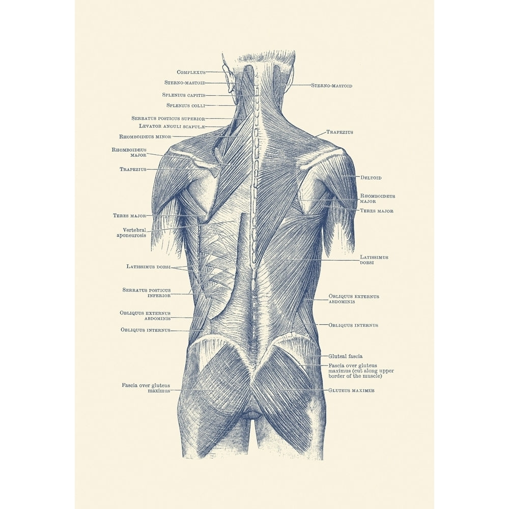 Vintage anatomy print showing a back view of the human muscular system. Poster Print by John Parrot/Stocktrek Images Image 1