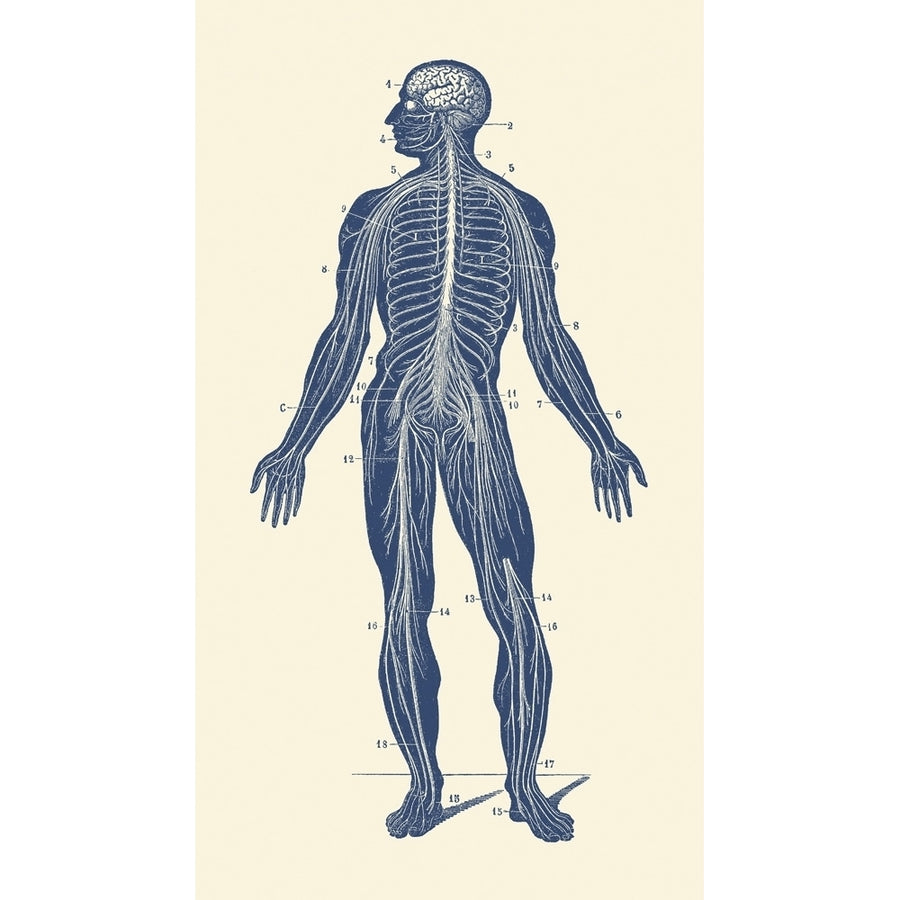 Vintage anatomy print showing the lymphatic system within a human body. Poster Print by John Parrot/Stocktrek Images Image 1