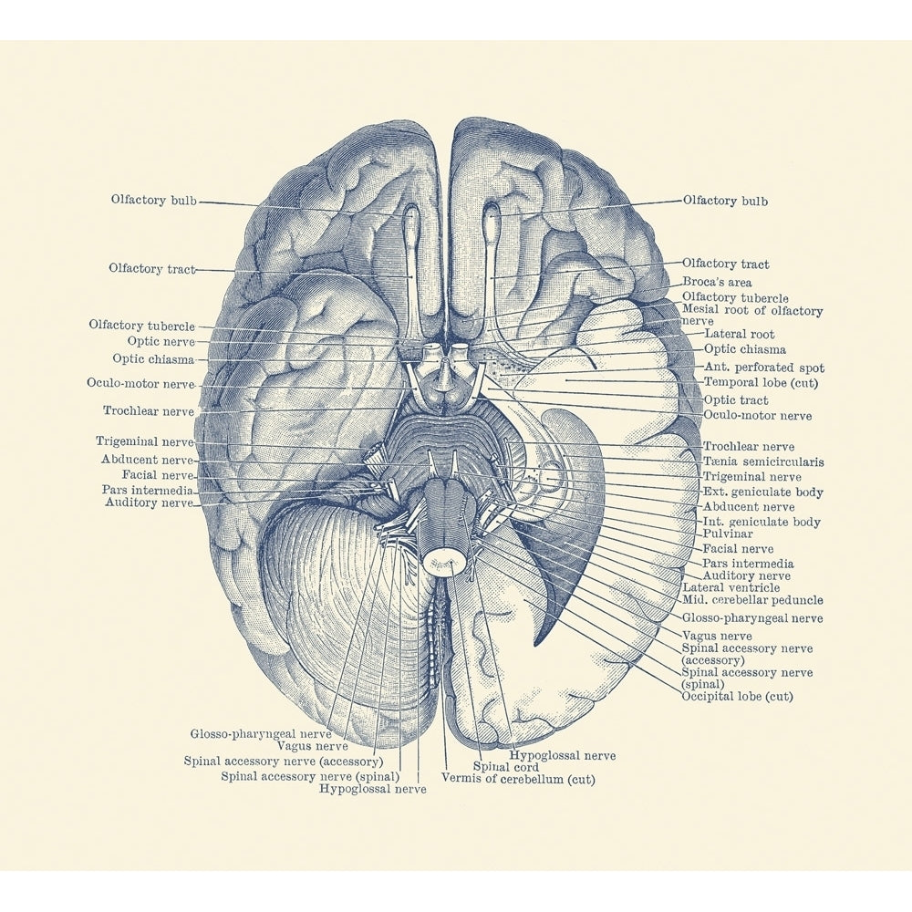 Vintage anatomy print showing the nervous system located in the brain. Poster Print by John Parrot/Stocktrek Images Image 1