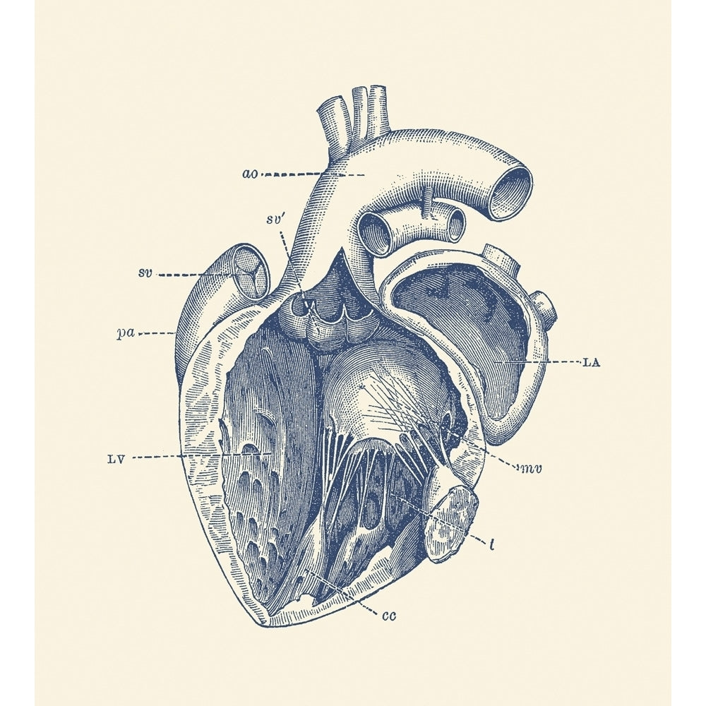 Vintage anatomy print features the human heart showcasing the internal veins. Poster Print by John Parrot/Stocktrek Imag Image 1