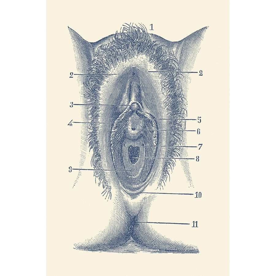 Vintage anatomy print showing a portion of the female reproductive system. Poster Print by John Parrot/Stocktrek Images Image 1