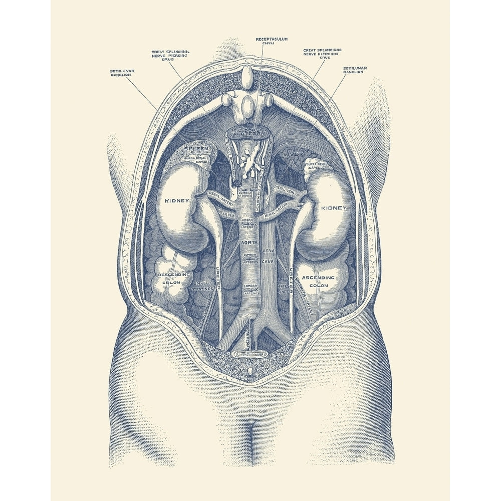 Vintage anatomy print of the human kidney system. Poster Print by John Parrot/Stocktrek Images Image 1