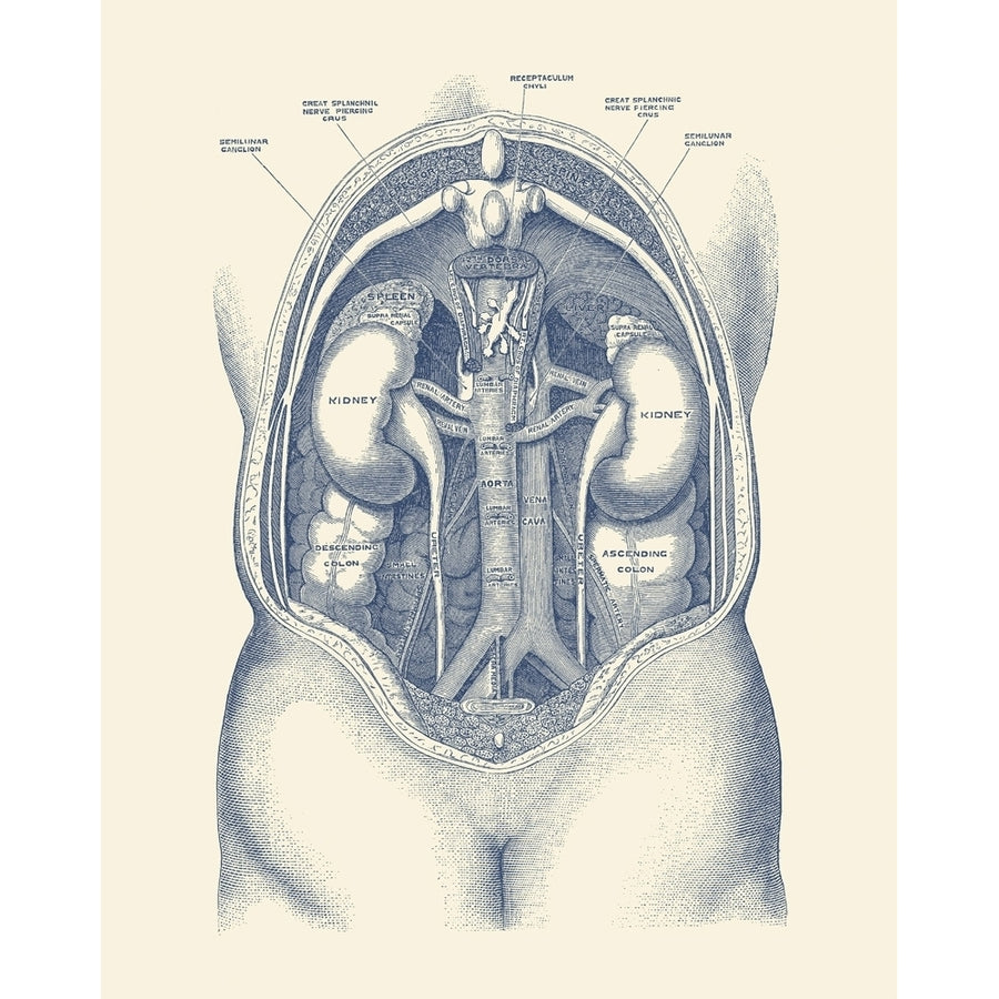 Vintage anatomy print of the human kidney system. Poster Print by John Parrot/Stocktrek Images Image 1