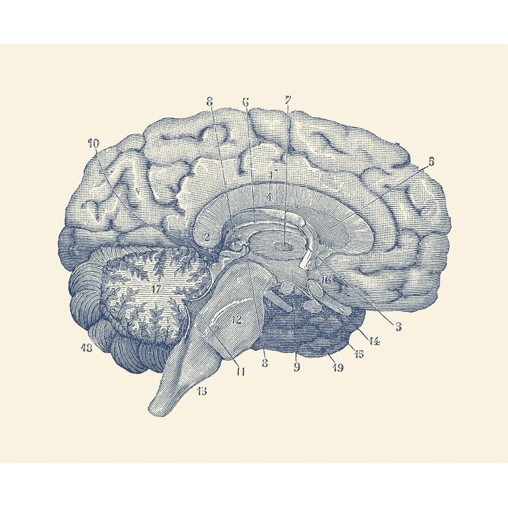 Vintage anatomy print showing a diagram of the human brain. Poster Print by John Parrot/Stocktrek Images Image 1