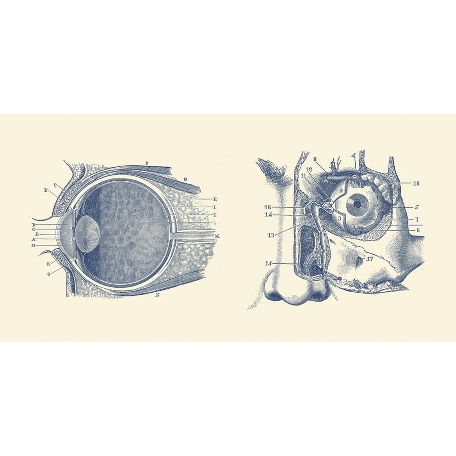 Vintage anatomy print showing a diagram of the human eye anatomy. Poster Print by John Parrot/Stocktrek Images Image 1