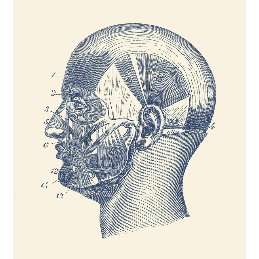 Vintage anatomy print showcasing the muscles around the face and head. Poster Print by John Parrot/Stocktrek Images Image 1