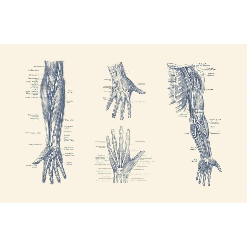 Multi-view diagram showcasing ligaments muscles and veins throughout hand arm and fingers. Poster Print by John Parrot Image 1