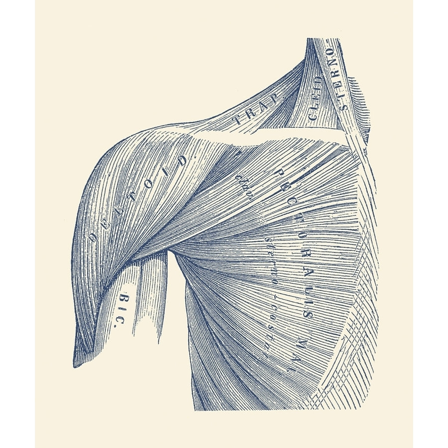 Vintage diagram of the muscles within the upper arm shoulder and neck. Poster Print by John Parrot/Stocktrek Images Image 1