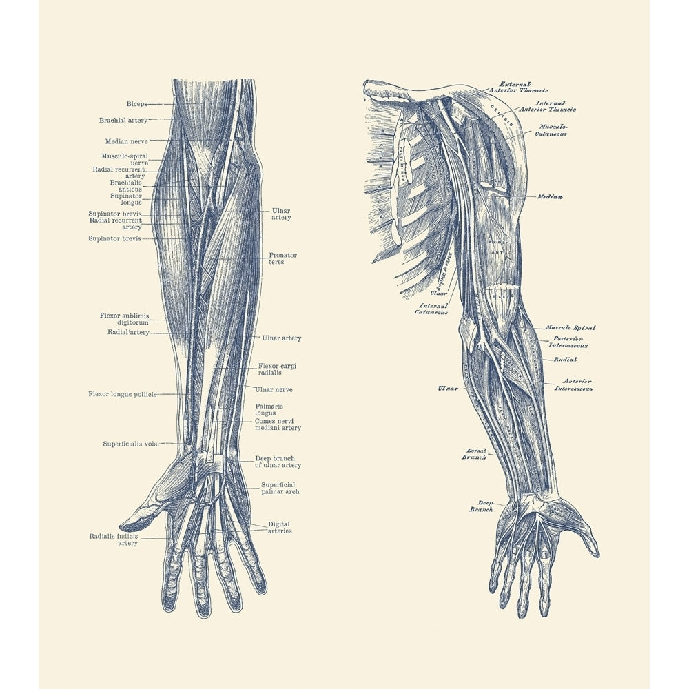 Dual-view diagram of the human arm and hand showing ligaments muscles and veins. Poster Print by John Parrot/Stocktrek Image 1