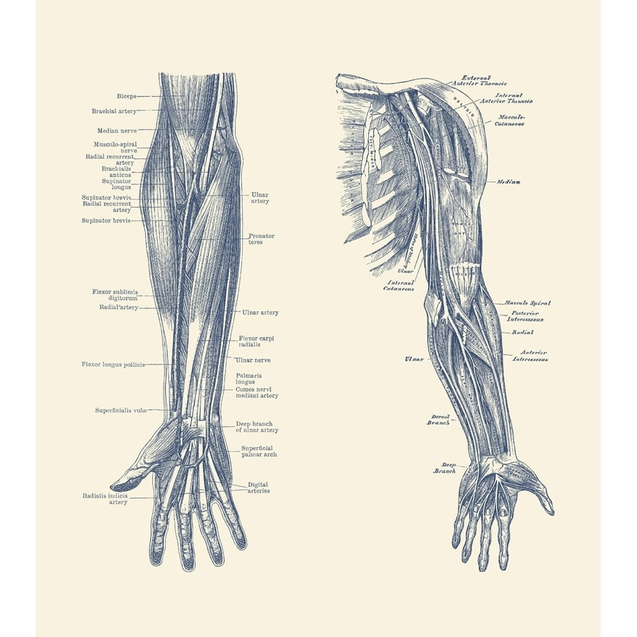 Dual-view diagram of the human arm and hand showing ligaments muscles and veins. Poster Print by John Parrot/Stocktrek Image 1