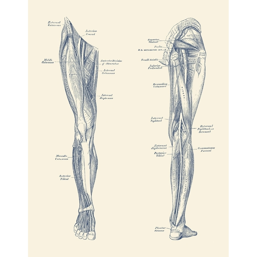 Vintage diagram depicting the muscles and arteries in the legs. Poster Print by John Parrot/Stocktrek Images Image 1