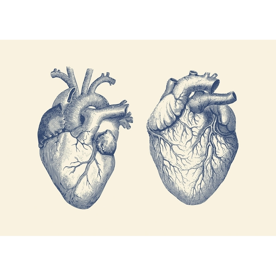 Vintage anatomy print features a dual view of the human heart. Poster Print by John Parrot/Stocktrek Images Image 1