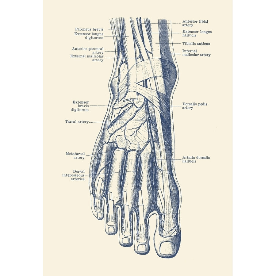 Vintage anatomy print of the human foot showcasing the veins and arteries. Poster Print by John Parrot/Stocktrek Images Image 1